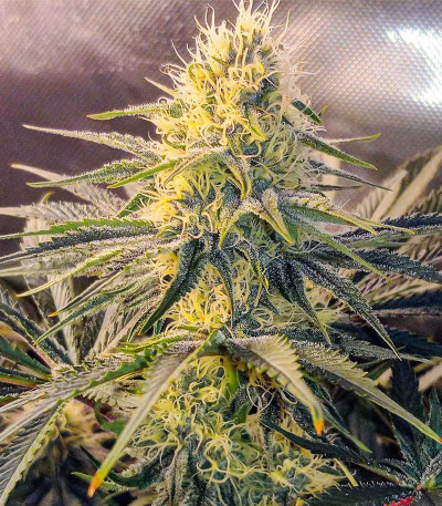 Сорт GG4 Sherbet FF fem (FastBuds) Сорт GG4 Sherbet FF fem (FastBuds) — изображение 4
