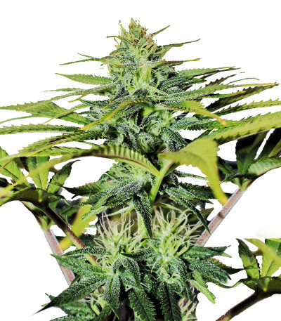 Сорт GG4 Sherbet FF fem (FastBuds) Сорт GG4 Sherbet FF fem (FastBuds)
