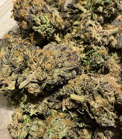 Сорт Glue Cookies fem (AlphaFem Seeds) Сорт Glue Cookies fem (AlphaFem Seeds) — изображение 6