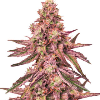 Сорт Glue Cookies fem (AlphaFem Seeds)