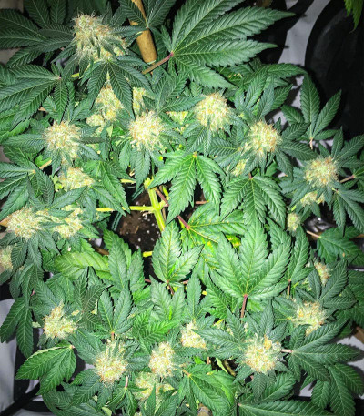 Сорт Glue Sherbert fem (AlphaFem Seeds) Сорт Glue Sherbert fem (AlphaFem Seeds) — изображение 3