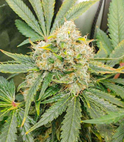 Сорт Glue Sherbert fem (AlphaFem Seeds) Сорт Glue Sherbert fem (AlphaFem Seeds) — изображение 4