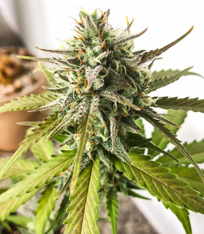 Сорт Gorilla Punch Auto fem (FastBuds) Сорт Gorilla Punch Auto fem (FastBuds) — изображение 3