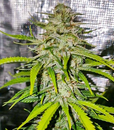 Сорт Gorilla Punch Auto fem (FastBuds) Сорт Gorilla Punch Auto fem (FastBuds) — изображение 5
