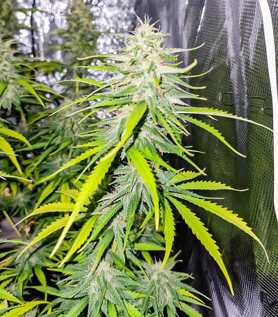Сорт Gorilla Punch Auto fem (FastBuds) Сорт Gorilla Punch Auto fem (FastBuds) — изображение 6