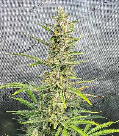 Сорт Gorilla Punch Auto fem (FastBuds) Сорт Gorilla Punch Auto fem (FastBuds) — изображение 7
