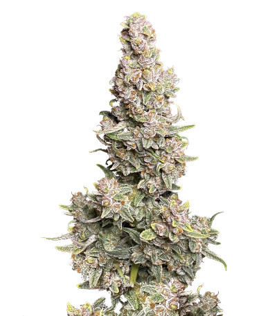 Сорт Gorilla Punch Auto fem (FastBuds) Сорт Gorilla Punch Auto fem (FastBuds)