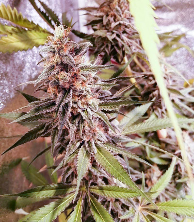 Сорт Grandaddy Banner fem (AlphaFem Seeds) Сорт Grandaddy Banner fem (AlphaFem Seeds) — изображение 4