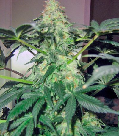 Сорт Great White Shark fem (GHS) Сорт Great White Shark fem (GHS) — изображение 3