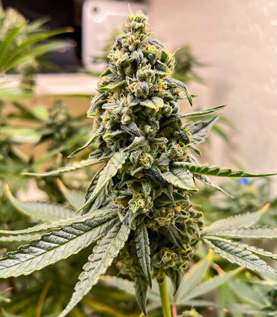 Сорт Hero Cookies fem (AlphaFem Seeds) Сорт Hero Cookies fem (AlphaFem Seeds) — изображение 3