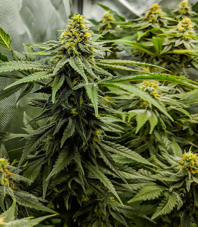 Сорт Hero Cookies fem (AlphaFem Seeds) Сорт Hero Cookies fem (AlphaFem Seeds) — изображение 4