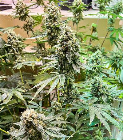 Сорт Hero Cookies fem (AlphaFem Seeds) Сорт Hero Cookies fem (AlphaFem Seeds) — изображение 5