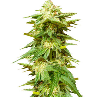 Сорт Hero Cookies fem (AlphaFem Seeds)