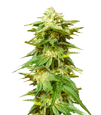 Сорт Hero Cookies fem (AlphaFem Seeds) Сорт Hero Cookies fem (AlphaFem Seeds)