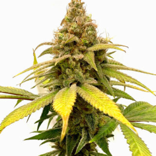 Сорт HighCloudZ fem (GHS)