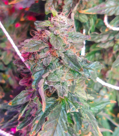 Сорт I'm Alive fem (AlphaFem Seeds) Сорт I'm Alive fem (AlphaFem Seeds) — изображение 3