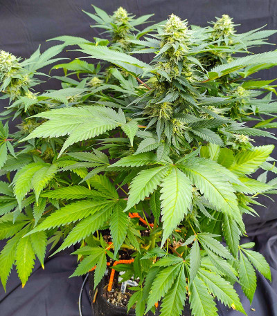 Сорт I'm Alive fem (AlphaFem Seeds) Сорт I'm Alive fem (AlphaFem Seeds) — изображение 4