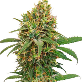 Сорт I'm Alive fem (AlphaFem Seeds)