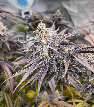 Сорт Ice Cream Cake Fast Flowering fem (Humboldt Seed Organization) Сорт Ice Cream Cake Fast Flowering fem (Humboldt Seed Organization) — изображение 3