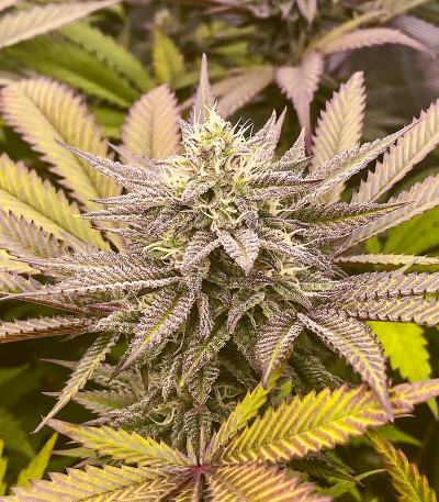 Сорт Ice Cream Cake Fast Flowering fem (Humboldt Seed Organization) Сорт Ice Cream Cake Fast Flowering fem (Humboldt Seed Organization) — изображение 5