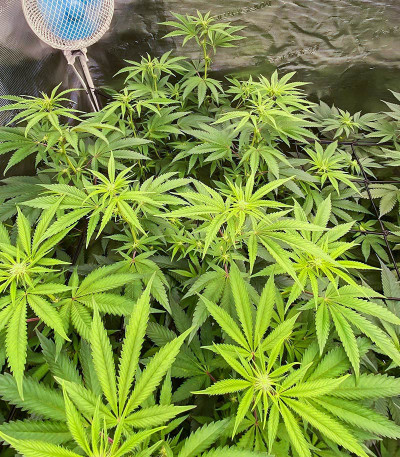 Сорт Ice Cream Cake Fast Flowering fem (Humboldt Seed Organization) Сорт Ice Cream Cake Fast Flowering fem (Humboldt Seed Organization) — изображение 6