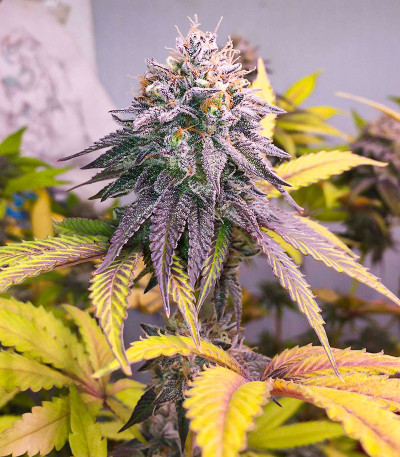 Сорт Ice Cream Cake Fast Flowering fem (Humboldt Seed Organization) Сорт Ice Cream Cake Fast Flowering fem (Humboldt Seed Organization) — изображение 7