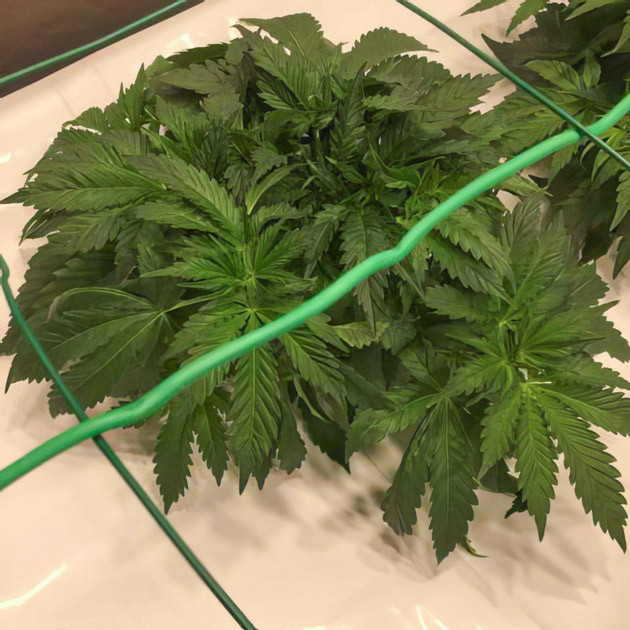 Гроурепорт сорта конопли Sugar Candy от сидбанка Delicious Seeds