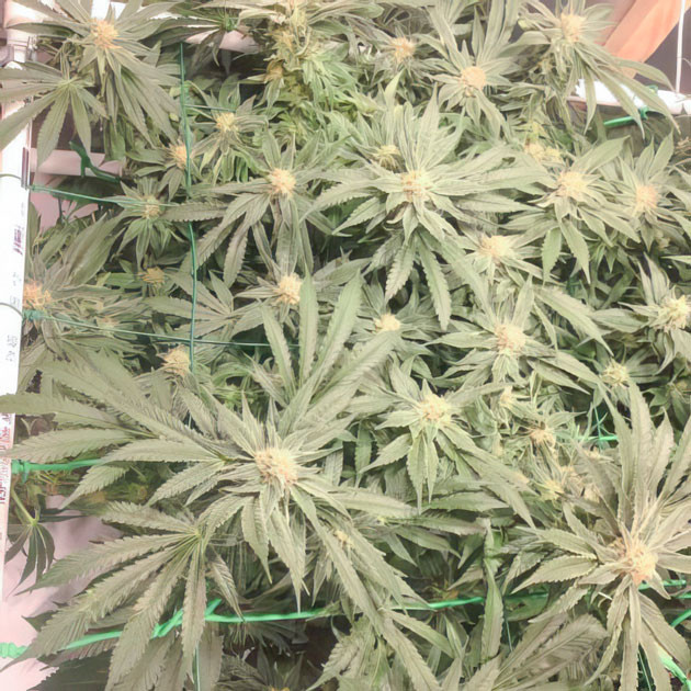 Гроурепорт сорта конопли Sugar Candy от сидбанка Delicious Seeds