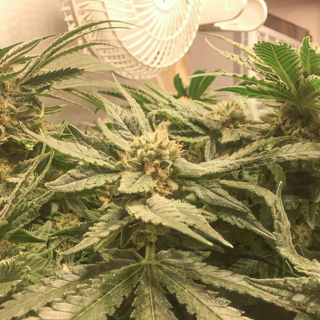 Гроурепорт сорта конопли Sugar Candy от сидбанка Delicious Seeds