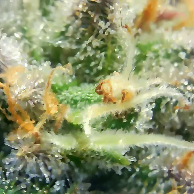 Гроурепорт сорта конопли Sugar Candy от сидбанка Delicious Seeds