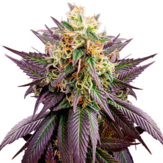 Сорт Jealousy fem (Original Sensible Seeds)