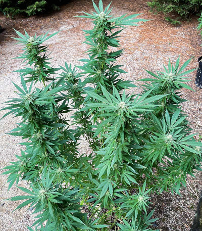 Сорт Kali Banner fem (AlphaFem Seeds) Сорт Kali Banner fem (AlphaFem Seeds) — изображение 3