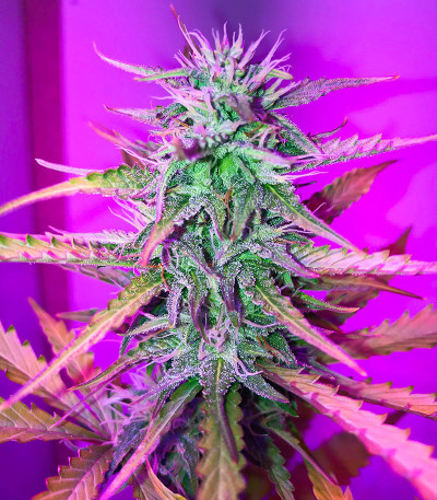 Сорт Kali Banner fem (AlphaFem Seeds) Сорт Kali Banner fem (AlphaFem Seeds) — изображение 5