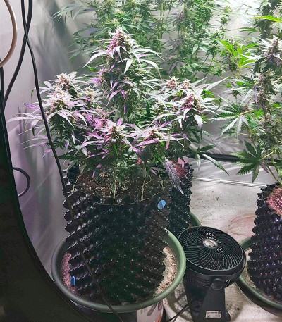 Сорт King’s Kush Auto fem (GHS) Сорт King’s Kush Auto fem (GHS) — изображение 3