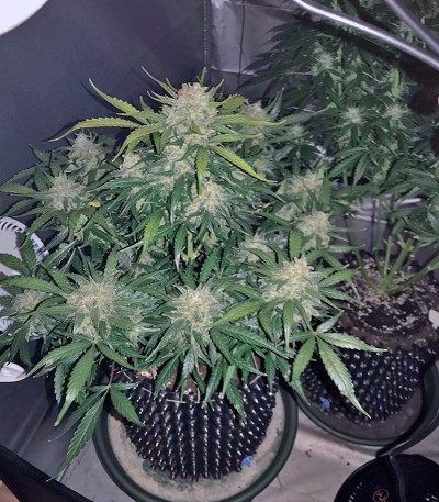 Сорт King’s Kush Auto fem (GHS) Сорт King’s Kush Auto fem (GHS) — изображение 4