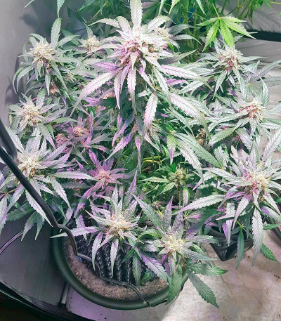 Сорт King’s Kush Auto fem (GHS) Сорт King’s Kush Auto fem (GHS) — изображение 5