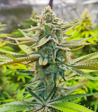 Сорт Kush Mintz fem (Barney's Farm) Сорт Kush Mintz fem (Barney's Farm) — изображение 5