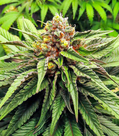 Сорт Kush Mintz fem (Barney's Farm) Сорт Kush Mintz fem (Barney's Farm) — изображение 7
