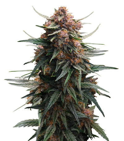 Сорт Lemon Cherry Cookies Auto fem (FastBuds) Сорт Lemon Cherry Cookies Auto fem (FastBuds)