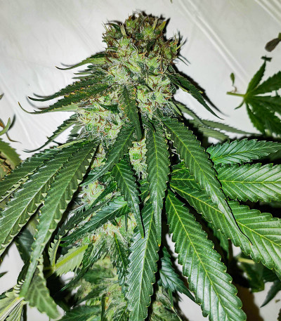 Сорт Critical Amnesia fem (AlphaFem Seeds) Сорт Lemon OG fem (AlphaFem Seeds) — изображение 4