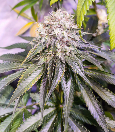 Сорт Critical Amnesia fem (AlphaFem Seeds) Сорт Lemon OG fem (AlphaFem Seeds) — изображение 3