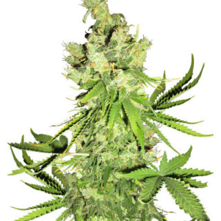 Сорт Lemon OG fem (AlphaFem Seeds)