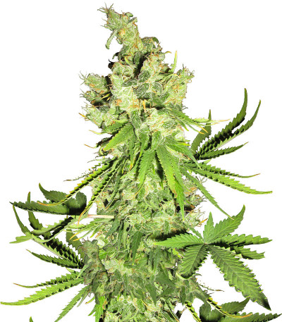 Сорт Critical Amnesia fem (AlphaFem Seeds) Сорт Lemon OG fem (AlphaFem Seeds)