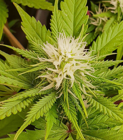 Сорт Lord Kush Early Version fem (Delicious Seeds) Сорт Lord Kush Early Version fem (Delicious Seeds) — изображение 4