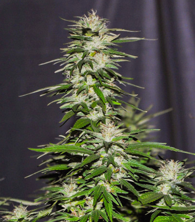 Сорт Lord Kush Early Version fem (Delicious Seeds) Сорт Lord Kush Early Version fem (Delicious Seeds) — изображение 3
