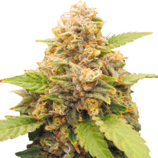 Сорт Lord Kush Early Version fem (Delicious Seeds)