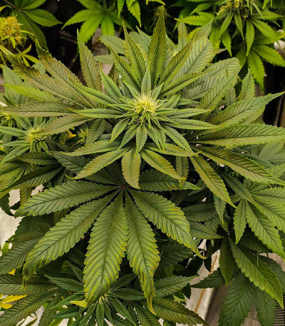 Сорт Lord Kush fem (Delicious Seeds) Сорт Lord Kush fem (Delicious Seeds) — изображение 4
