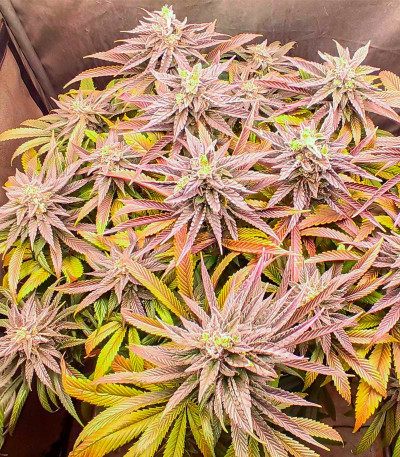Сорт Lord Kush fem (Delicious Seeds) Сорт Lord Kush fem (Delicious Seeds) — изображение 3