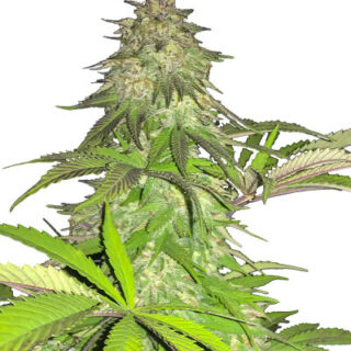 Сорт Lord Kush fem (Delicious Seeds)
