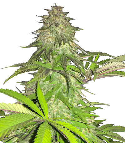 Сорт Lord Kush fem (Delicious Seeds) Сорт Lord Kush fem (Delicious Seeds)